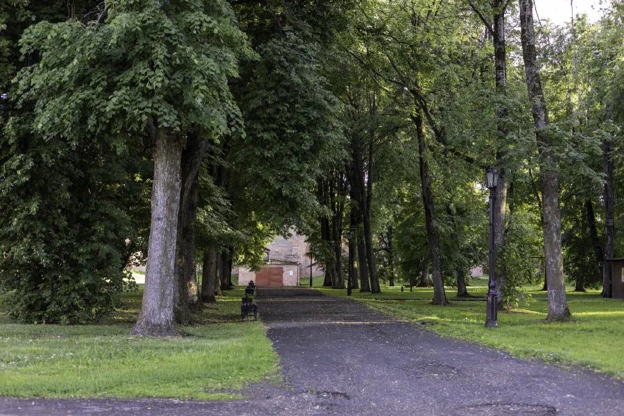 Тенистая аллея с высокими деревьями в зелёном городском парке
